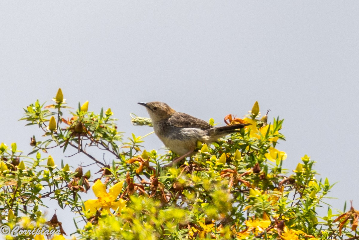 Hunter's Cisticola - ML645494704