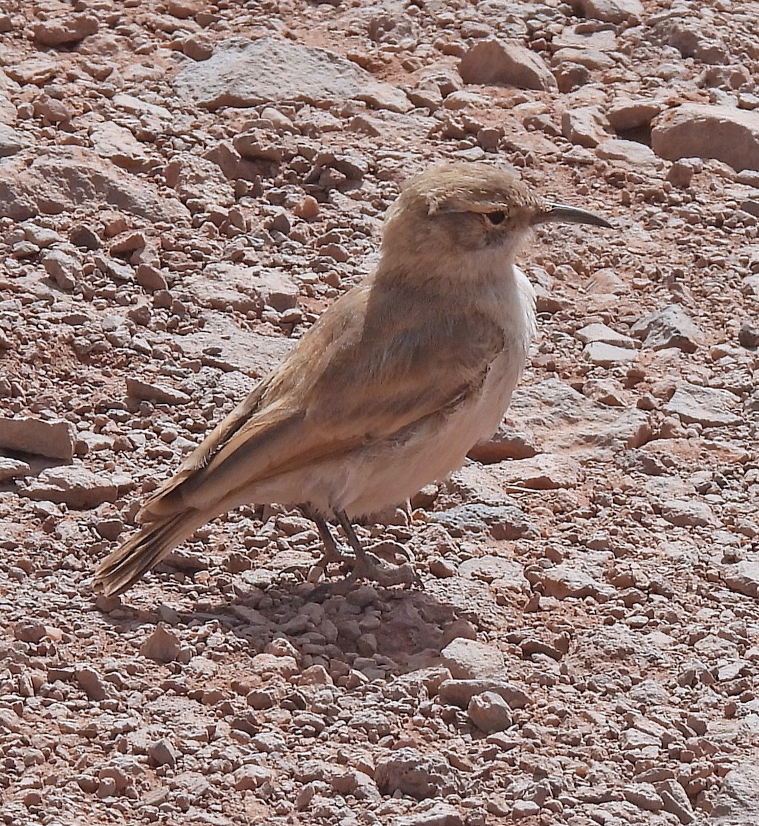 Puna Miner - ML645494705