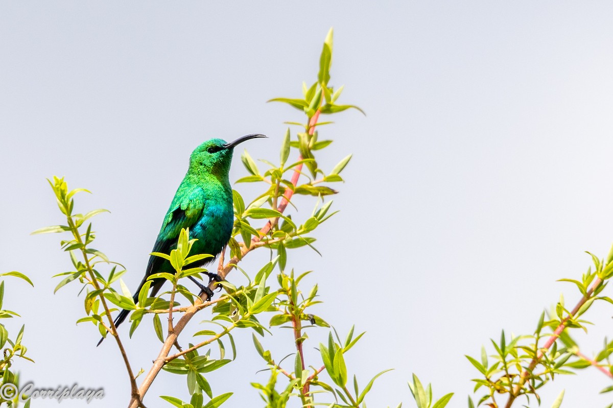 Malachite Sunbird - ML645494707