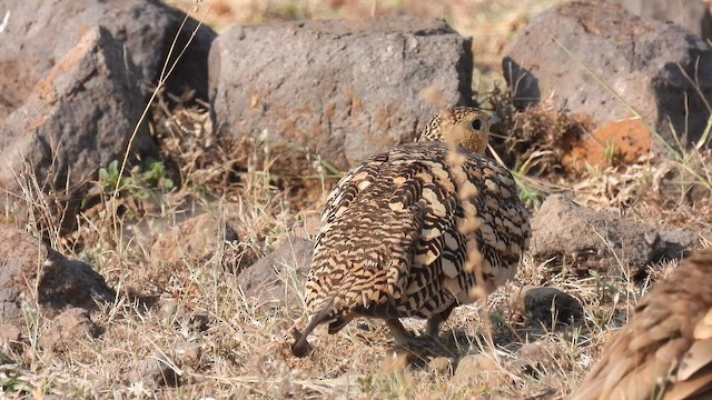 Kahverengi Bağırtlak - ML645494708