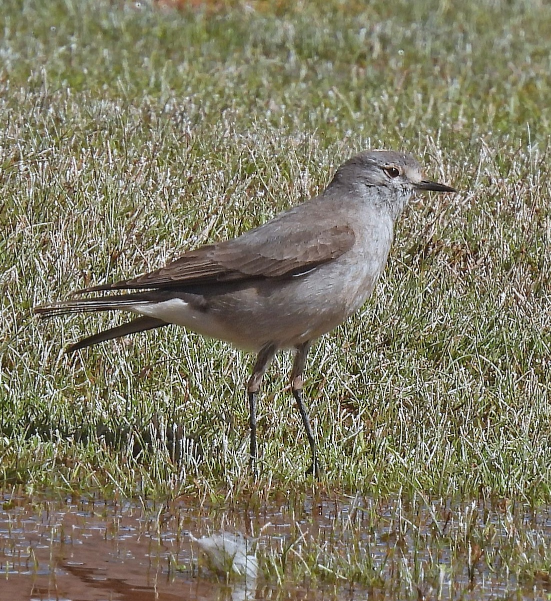 Ochre-naped Ground-Tyrant - ML645494709