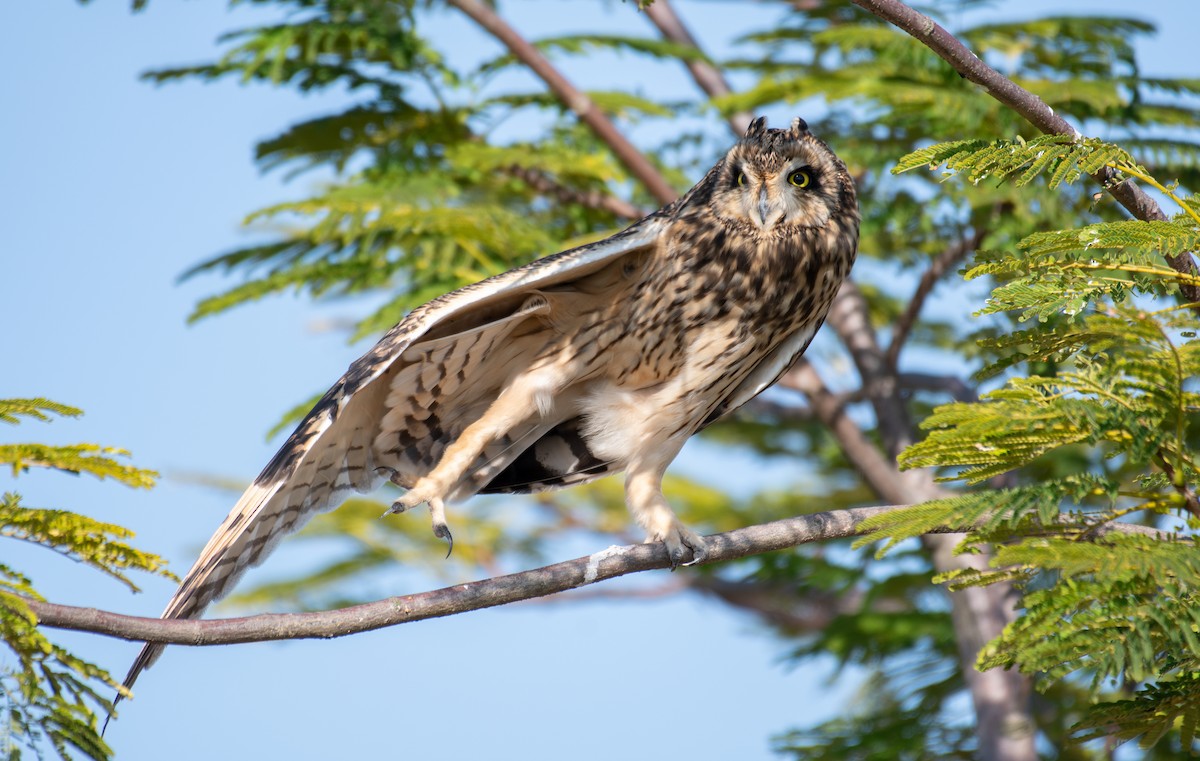 Short-eared Owl - ML645494710