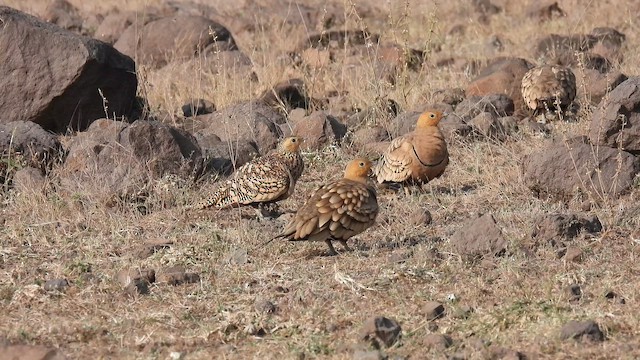 Kahverengi Bağırtlak - ML645494711