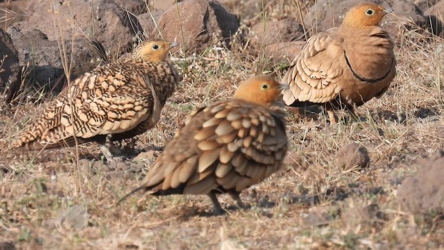 Kahverengi Bağırtlak - ML645494712