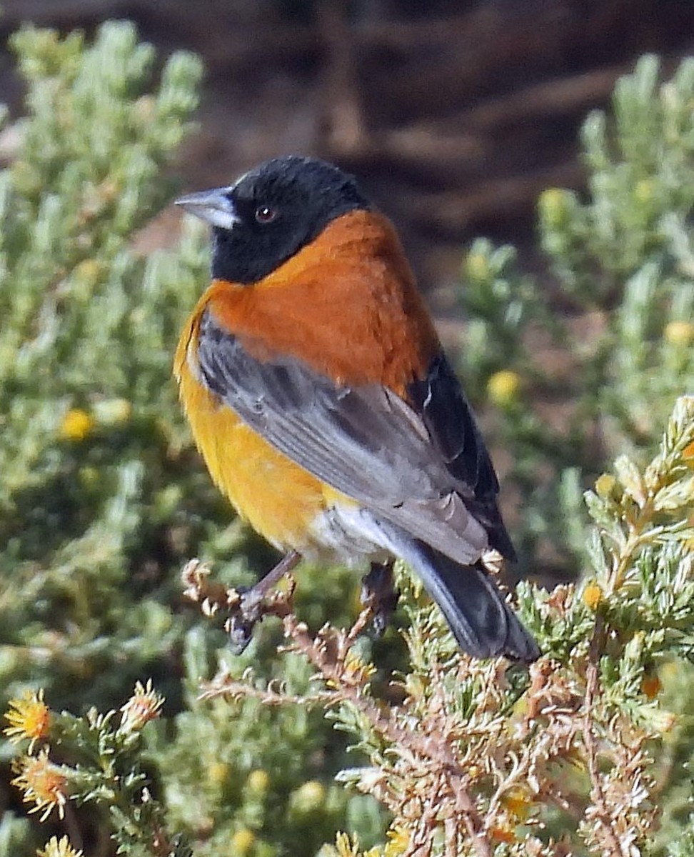 Black-hooded Sierra Finch - ML645494715