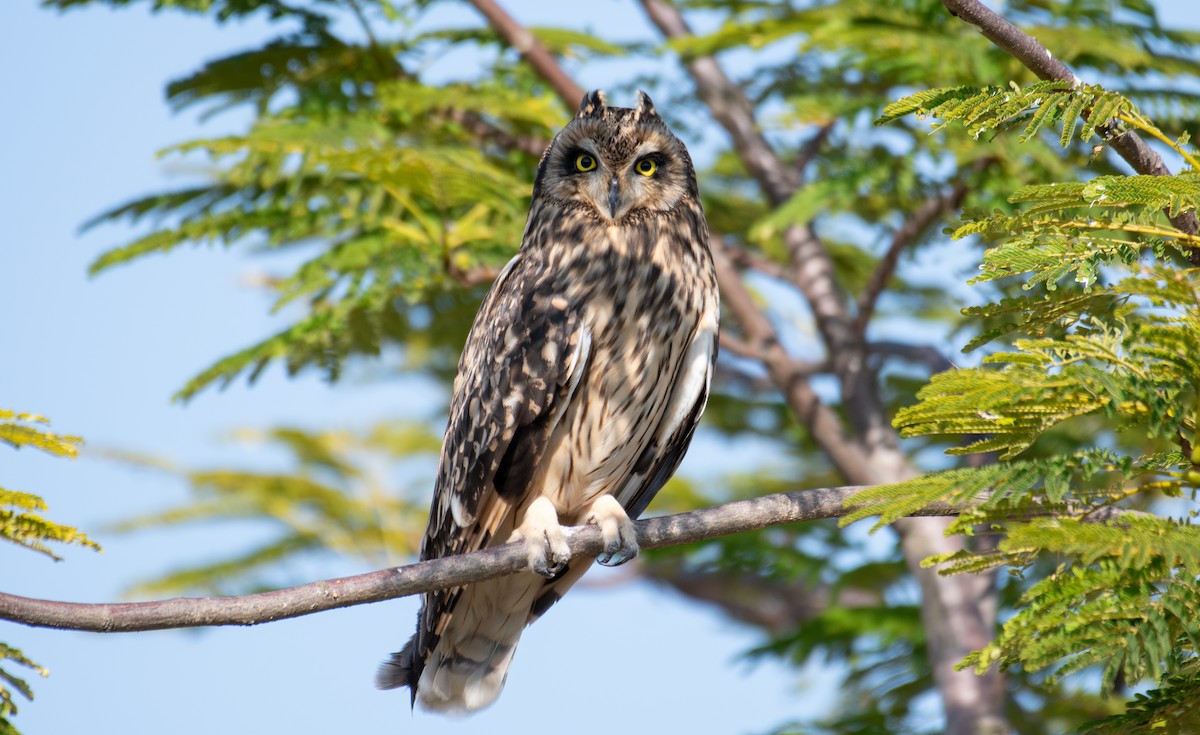 Short-eared Owl - ML645494716