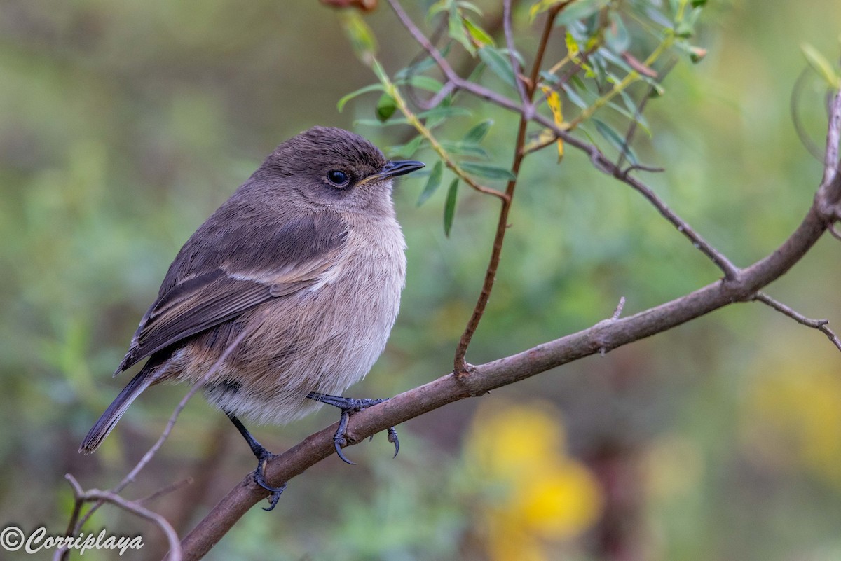 Moorland Chat - ML645494721