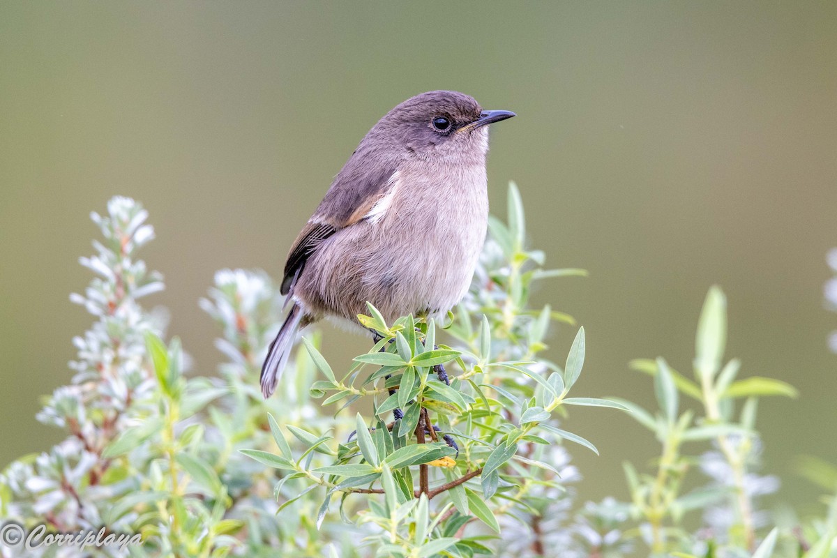 Moorland Chat - ML645494722