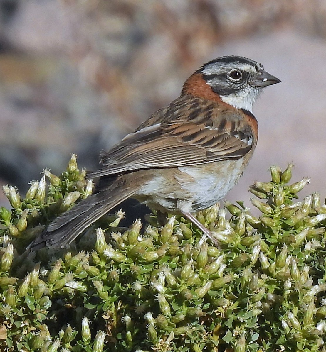 Rufous-collared Sparrow - ML645494724