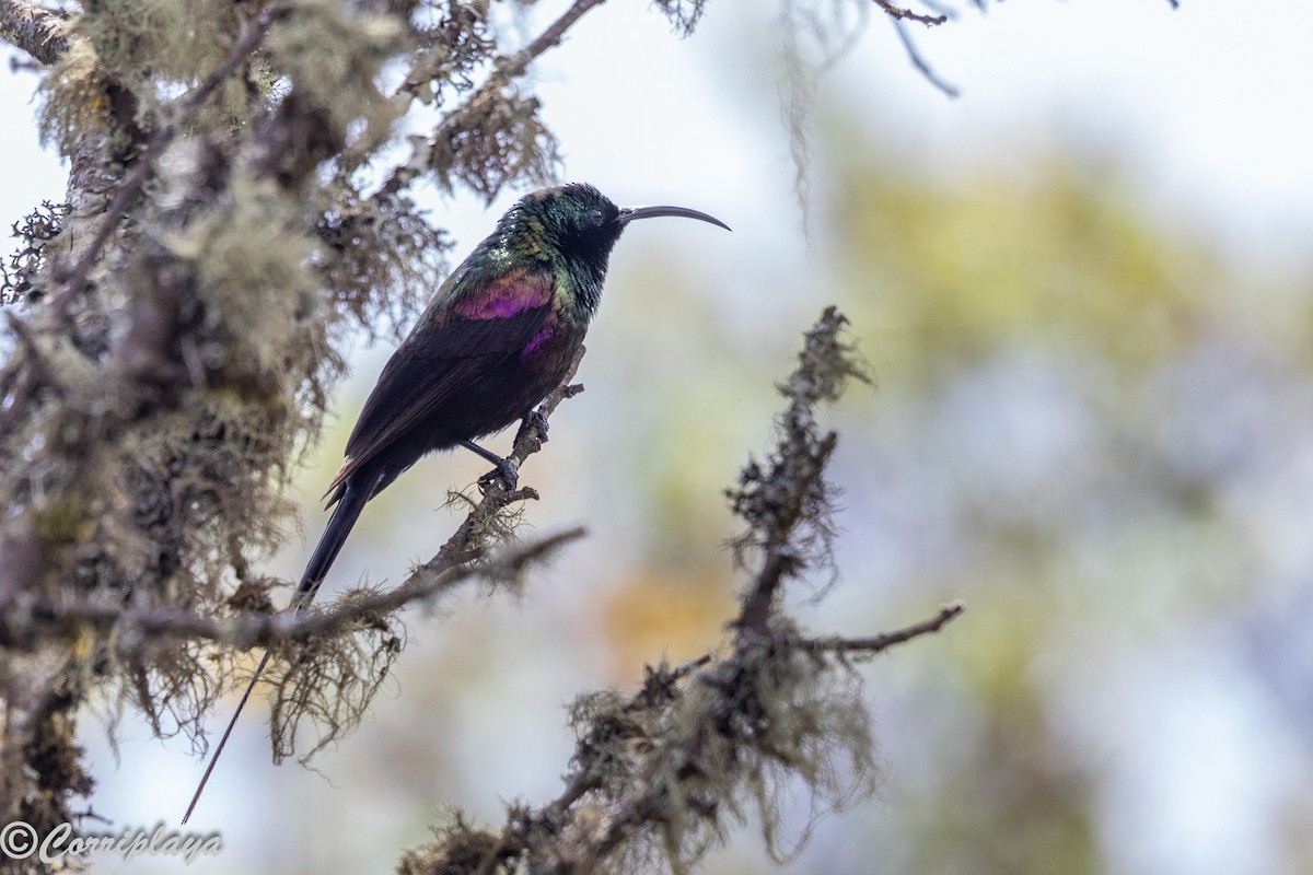 Tacazze Sunbird - ML645494726