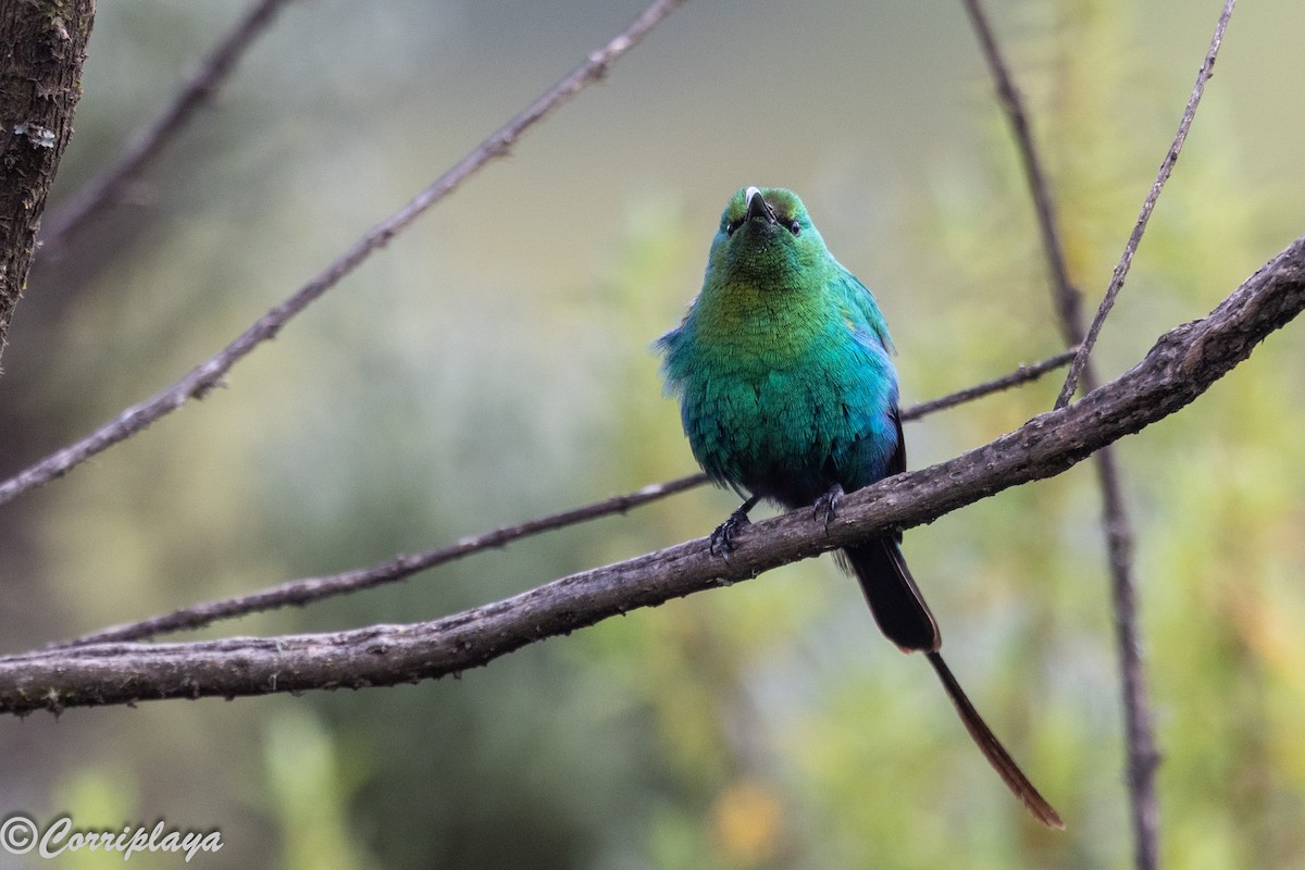 Malachite Sunbird - ML645494727