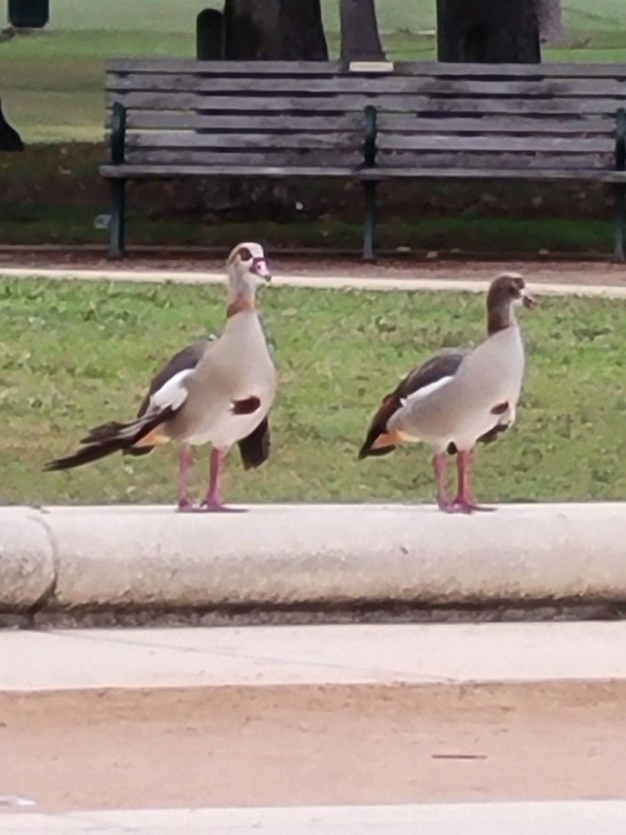 Egyptian Goose - ML645494728