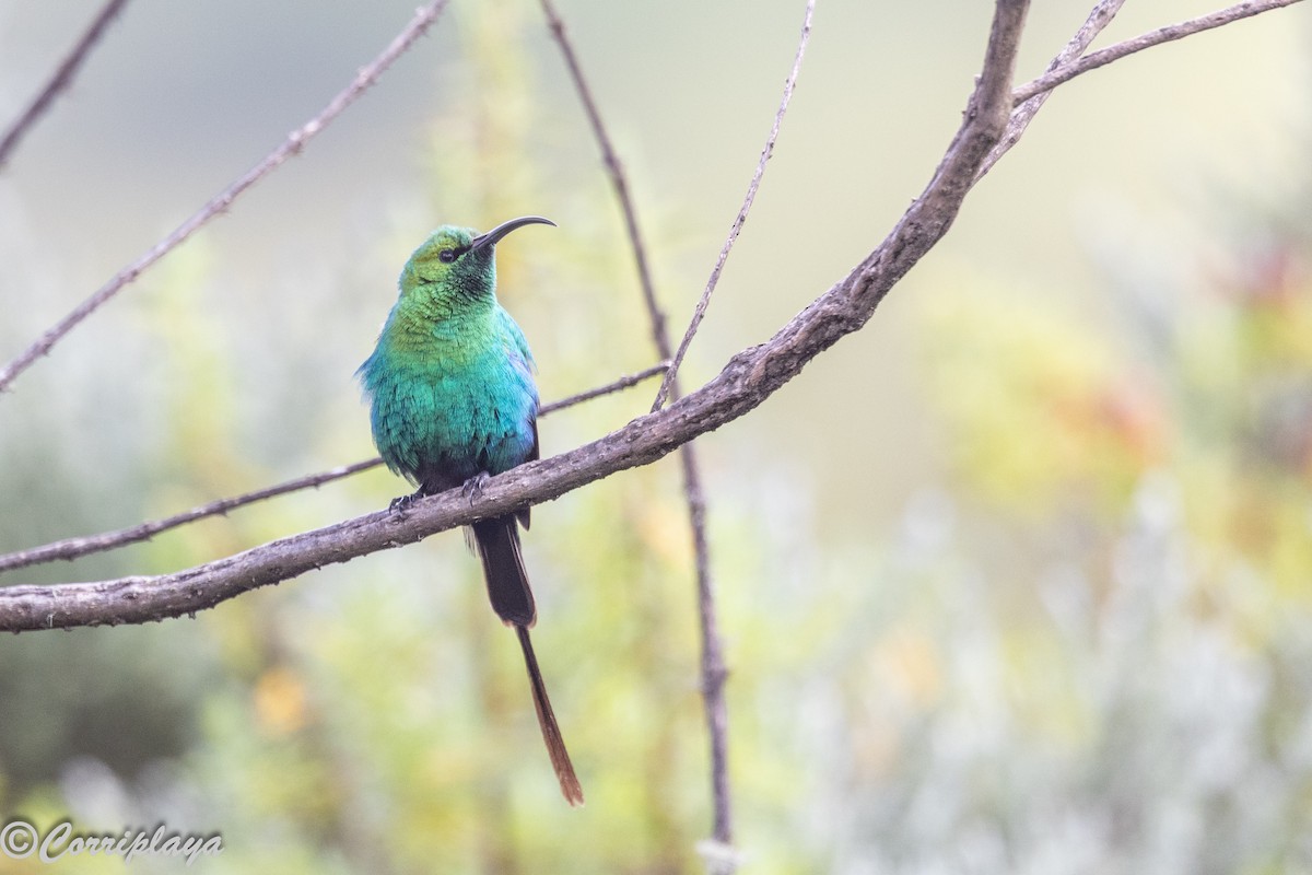 Malachite Sunbird - ML645494729