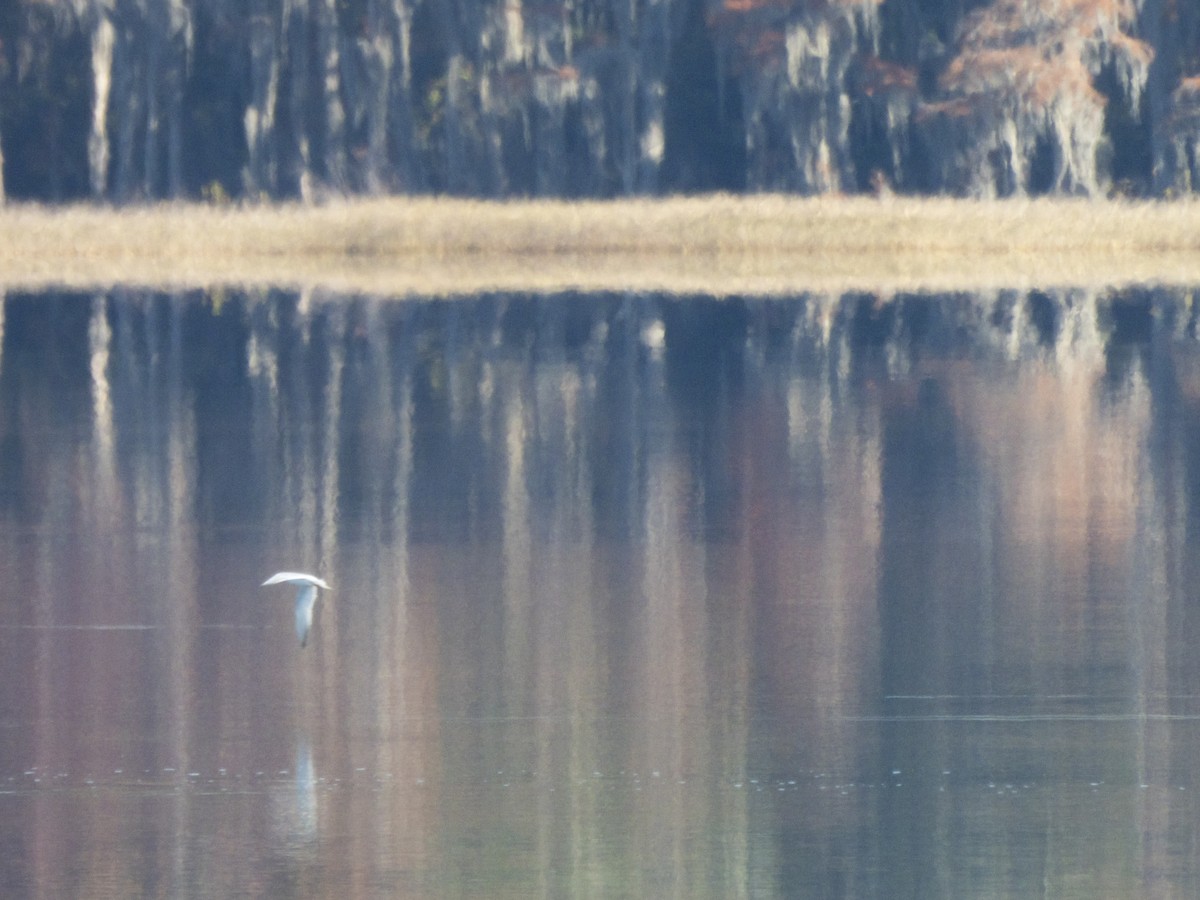 Bonaparte's Gull - ML645494741
