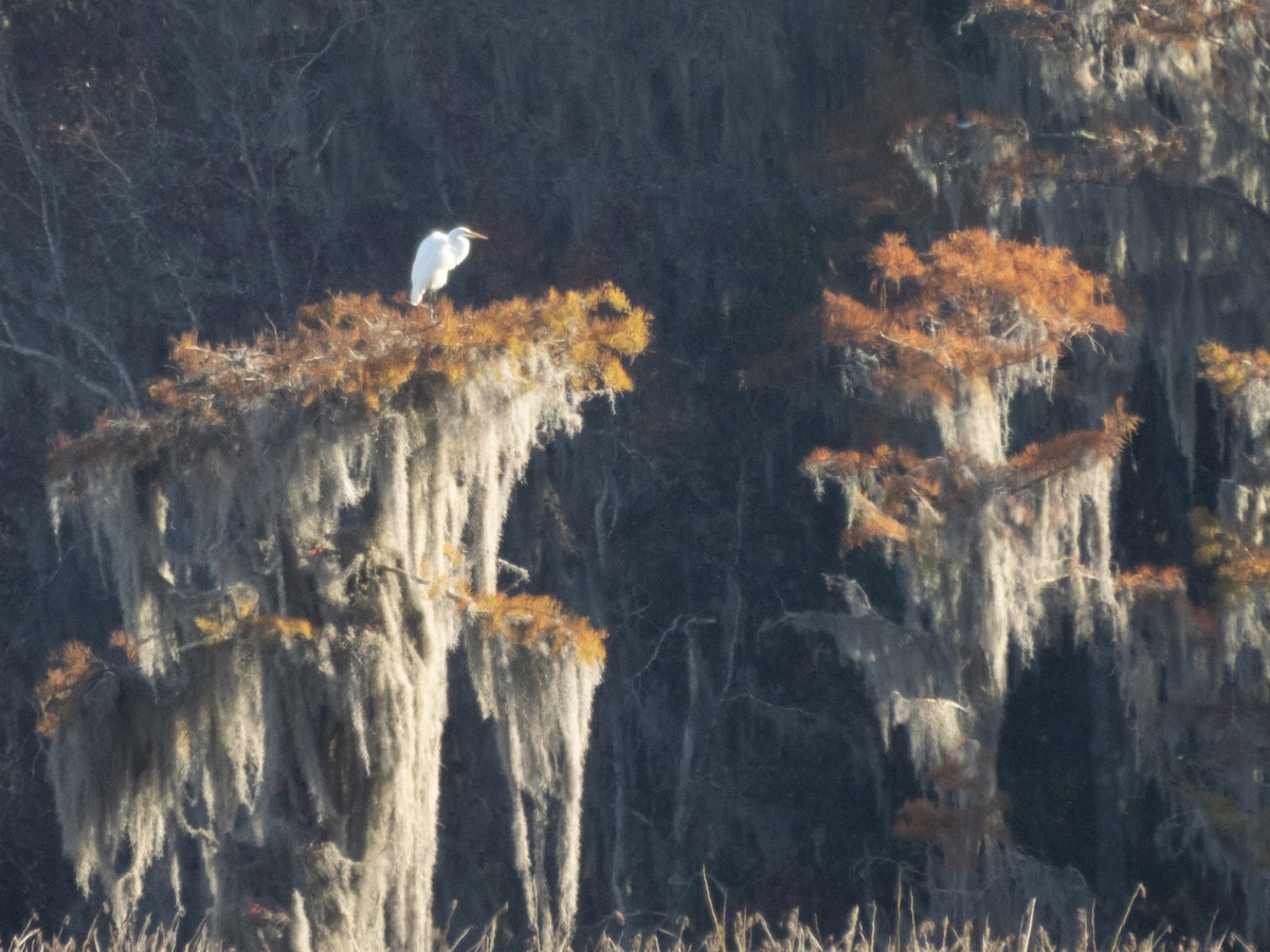 Great Egret - ML645494743