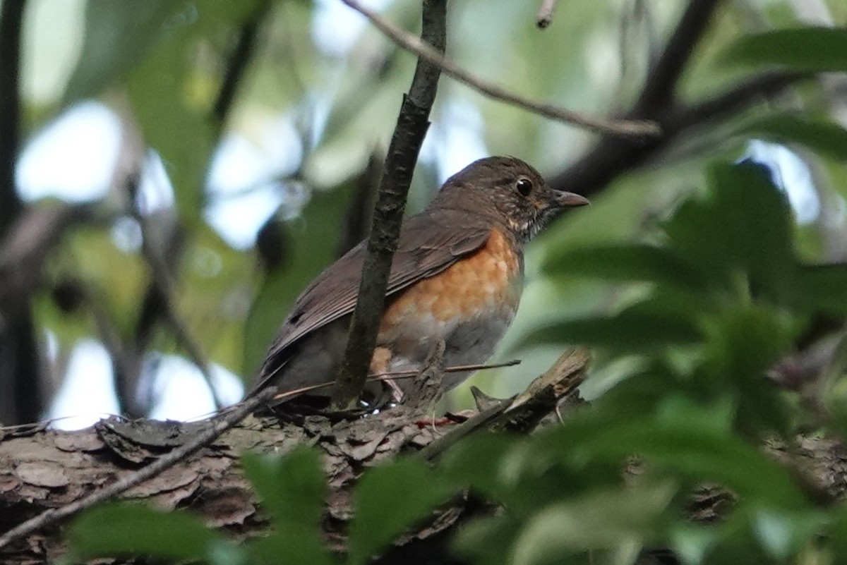 Черногрудый дрозд - ML645494745