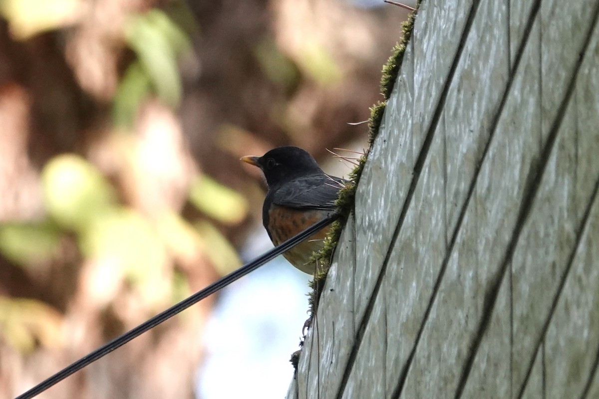 Черногрудый дрозд - ML645494749