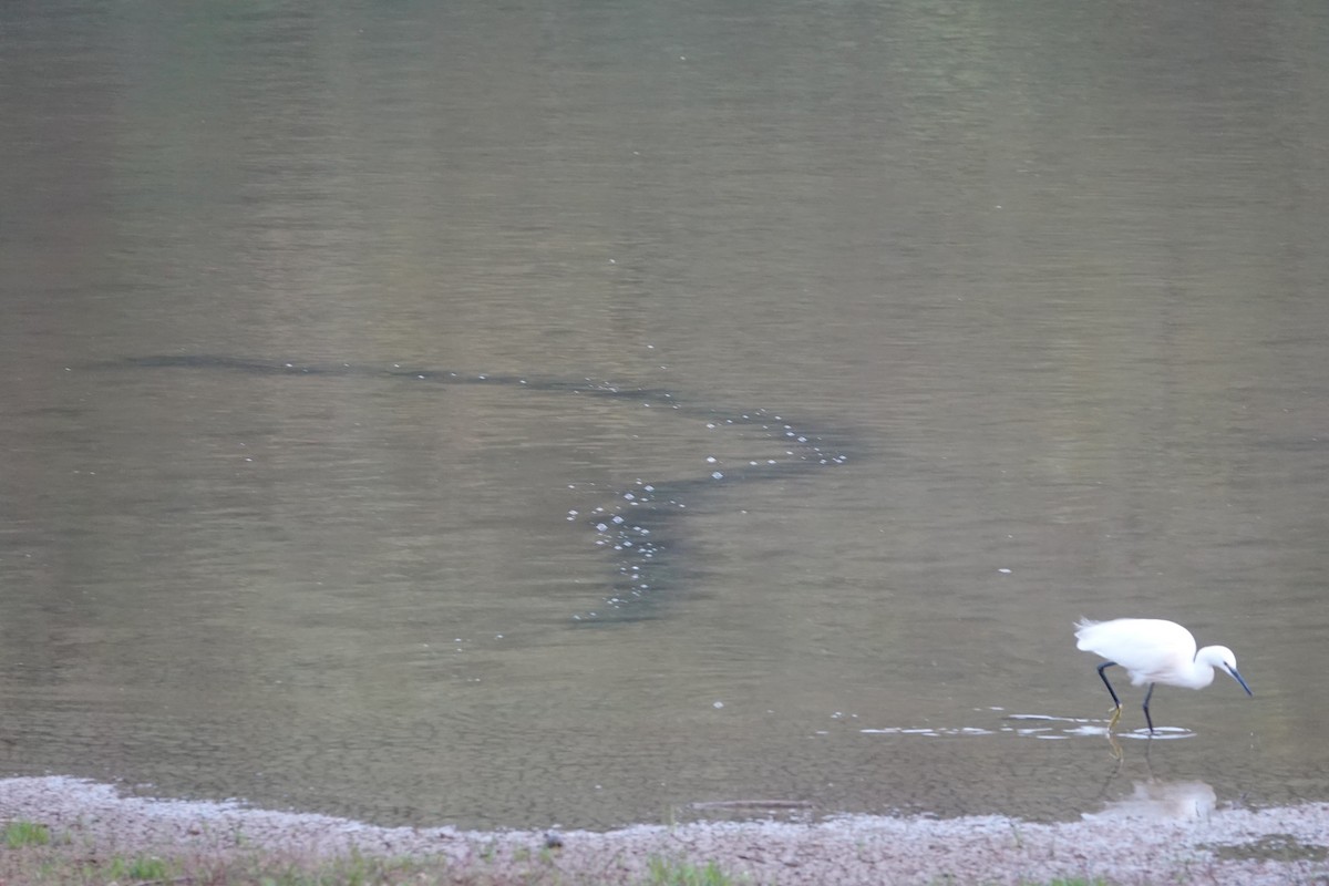 Little Egret - ML645494756