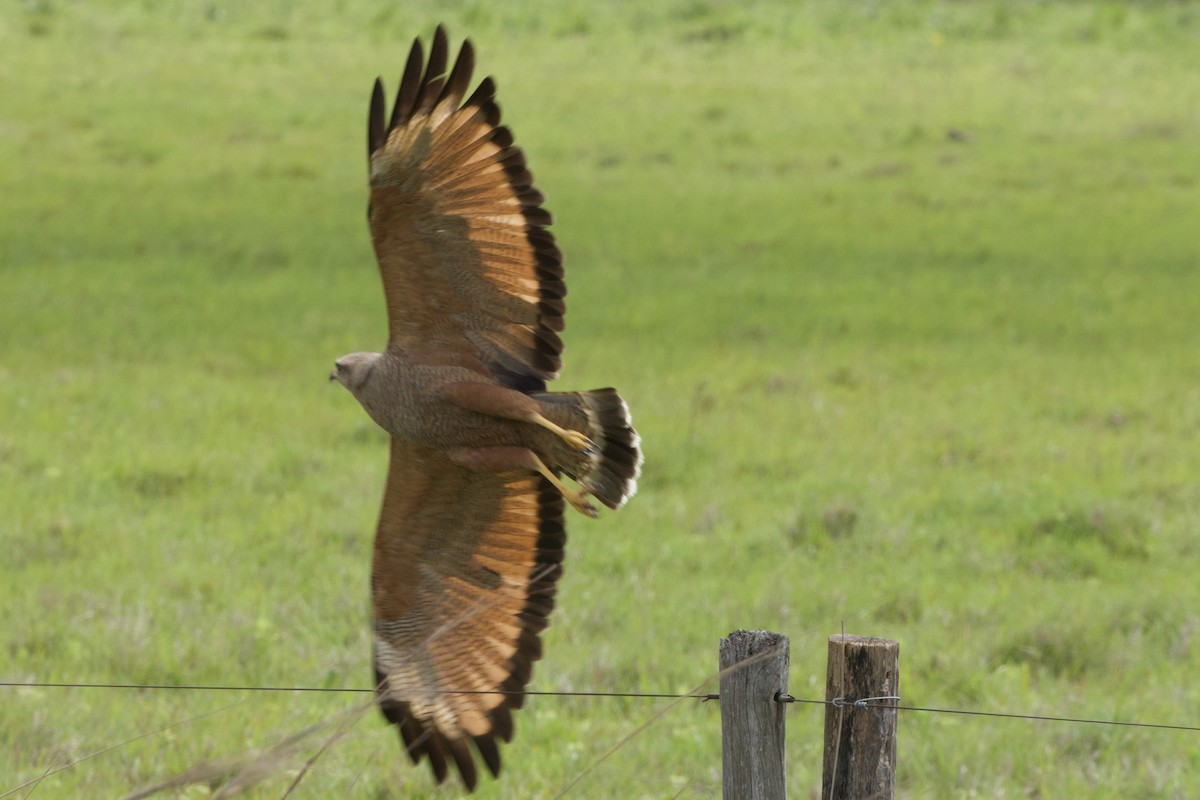 Саванный крабоед - ML645494766