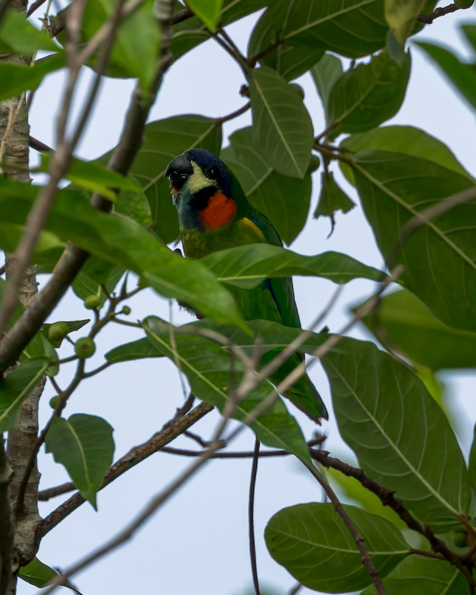 Blue-fronted Fig-Parrot - ML645494767