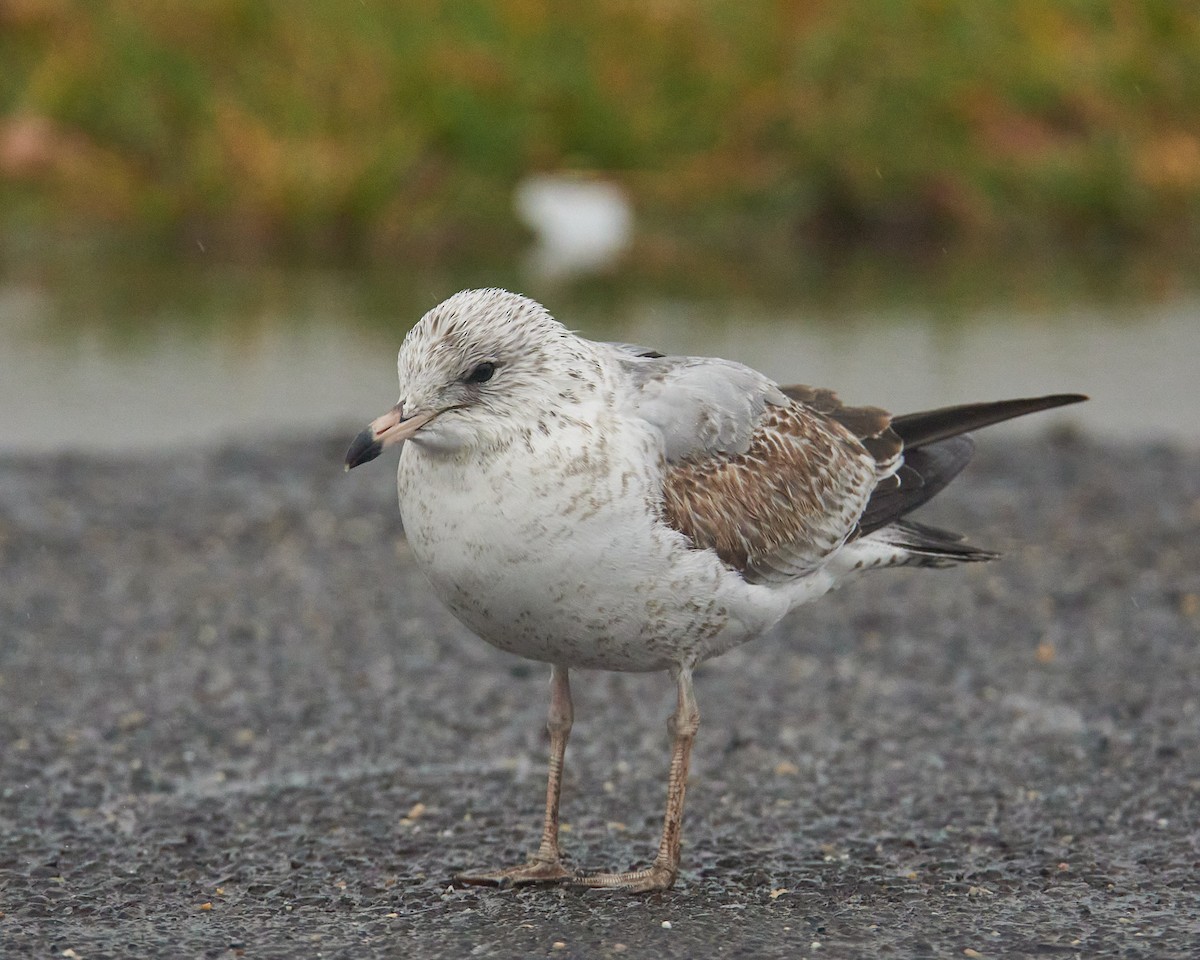 racek kroužkozobý - ML645494768