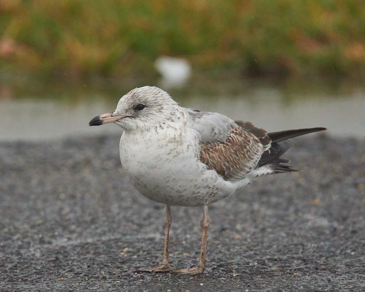 racek kroužkozobý - ML645494769