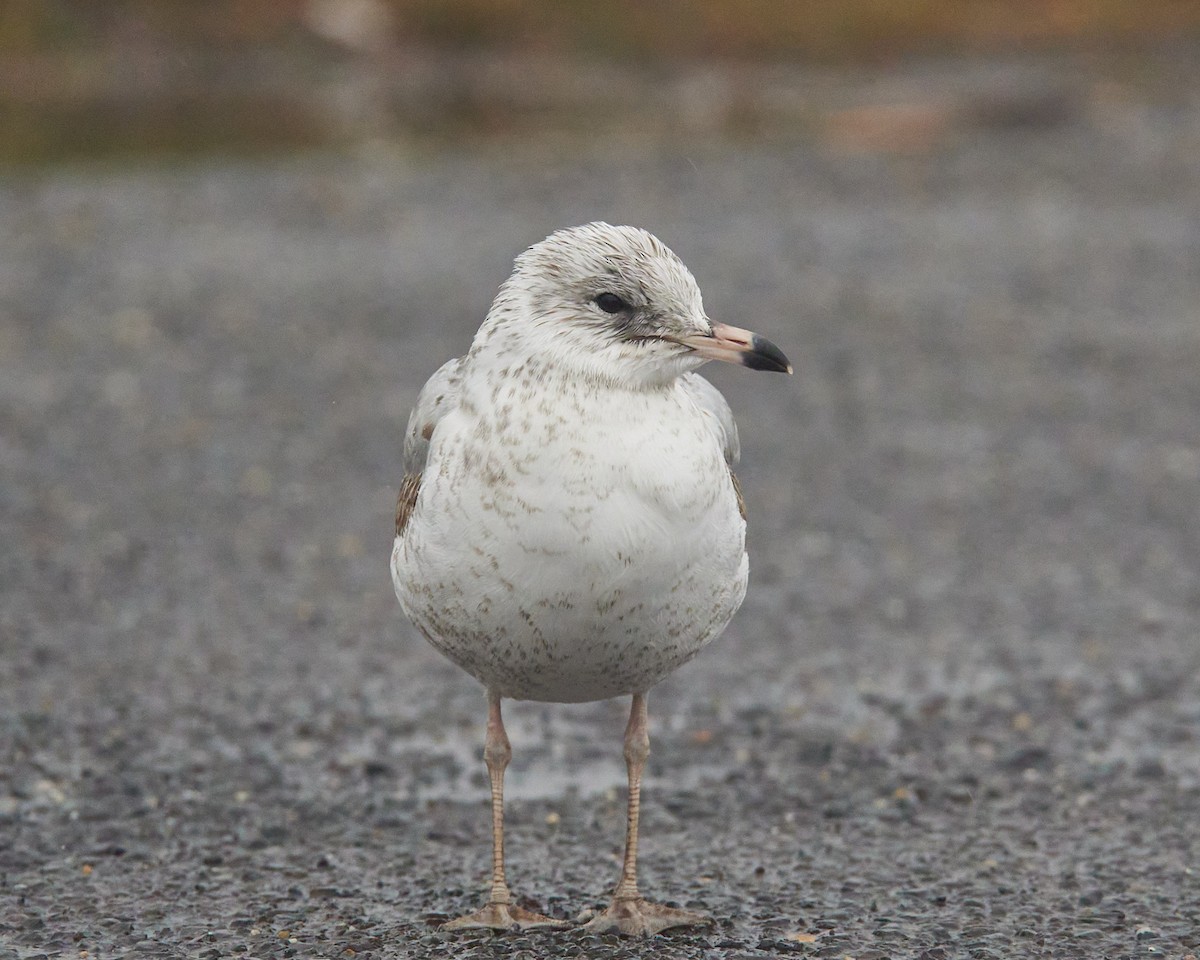 racek kroužkozobý - ML645494770