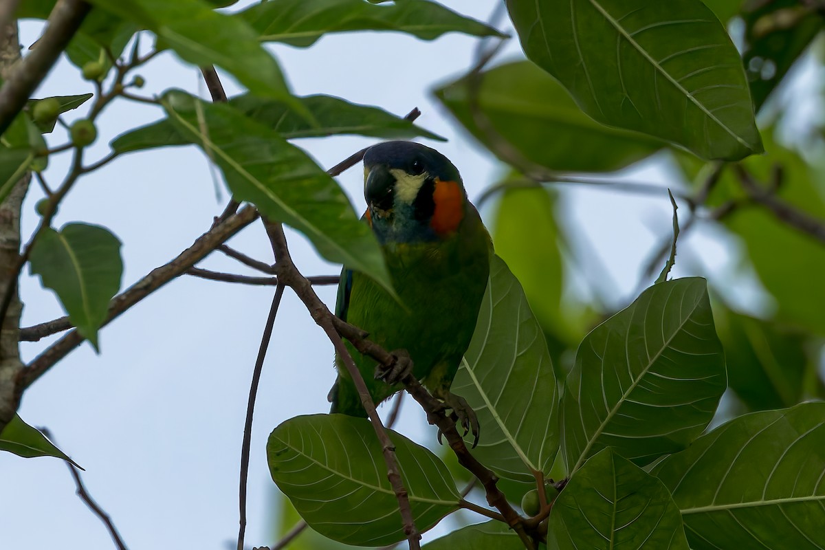 Blue-fronted Fig-Parrot - ML645494771
