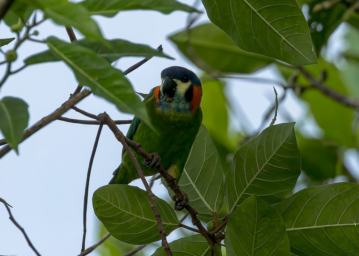 Blue-fronted Fig-Parrot - ML645494772