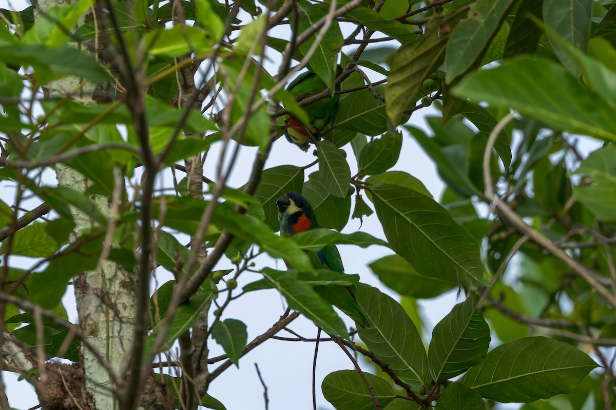 Blue-fronted Fig-Parrot - ML645494773