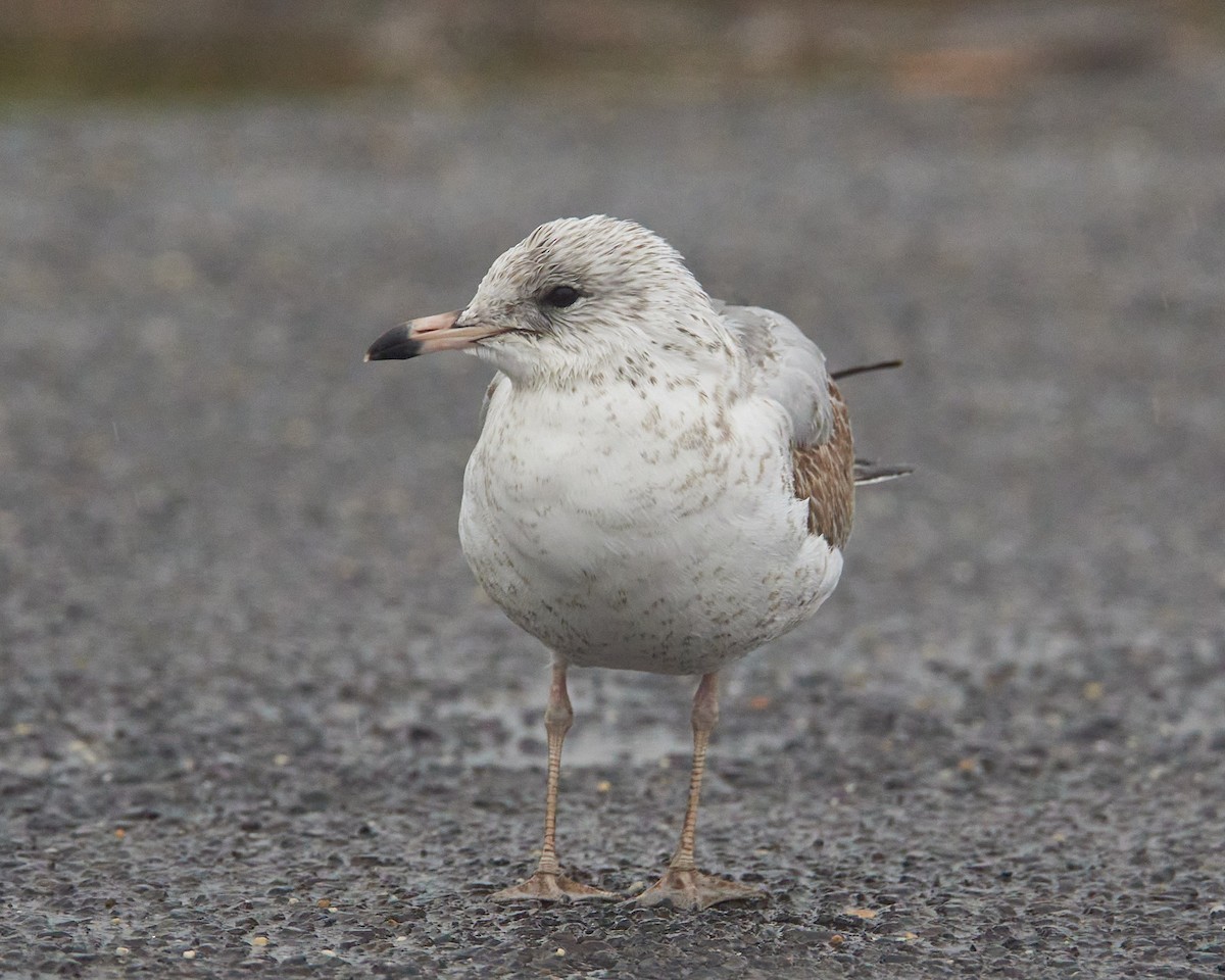 racek kroužkozobý - ML645494774