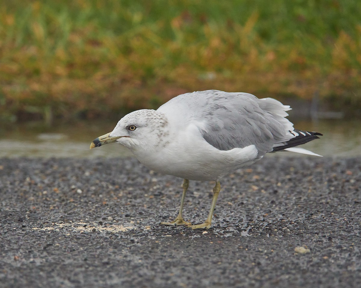 racek kroužkozobý - ML645494776