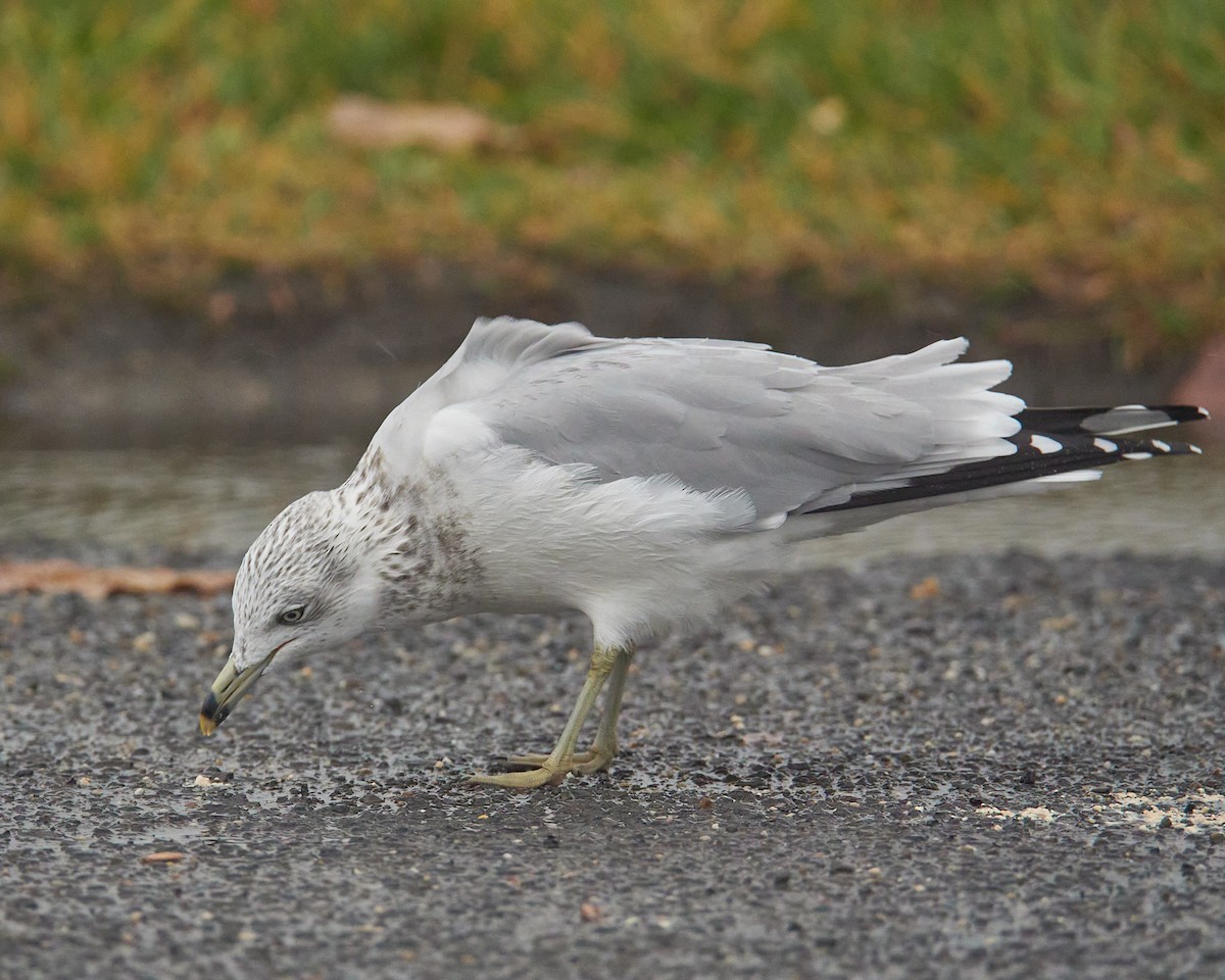 racek kroužkozobý - ML645494777