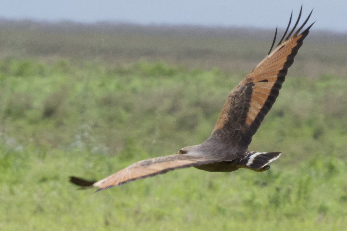 Саванный крабоед - ML645494779