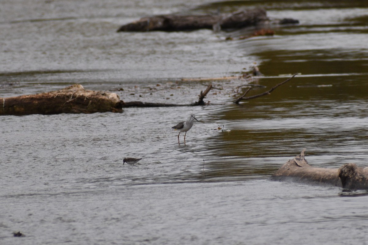 Greater Yellowlegs - ML645494780