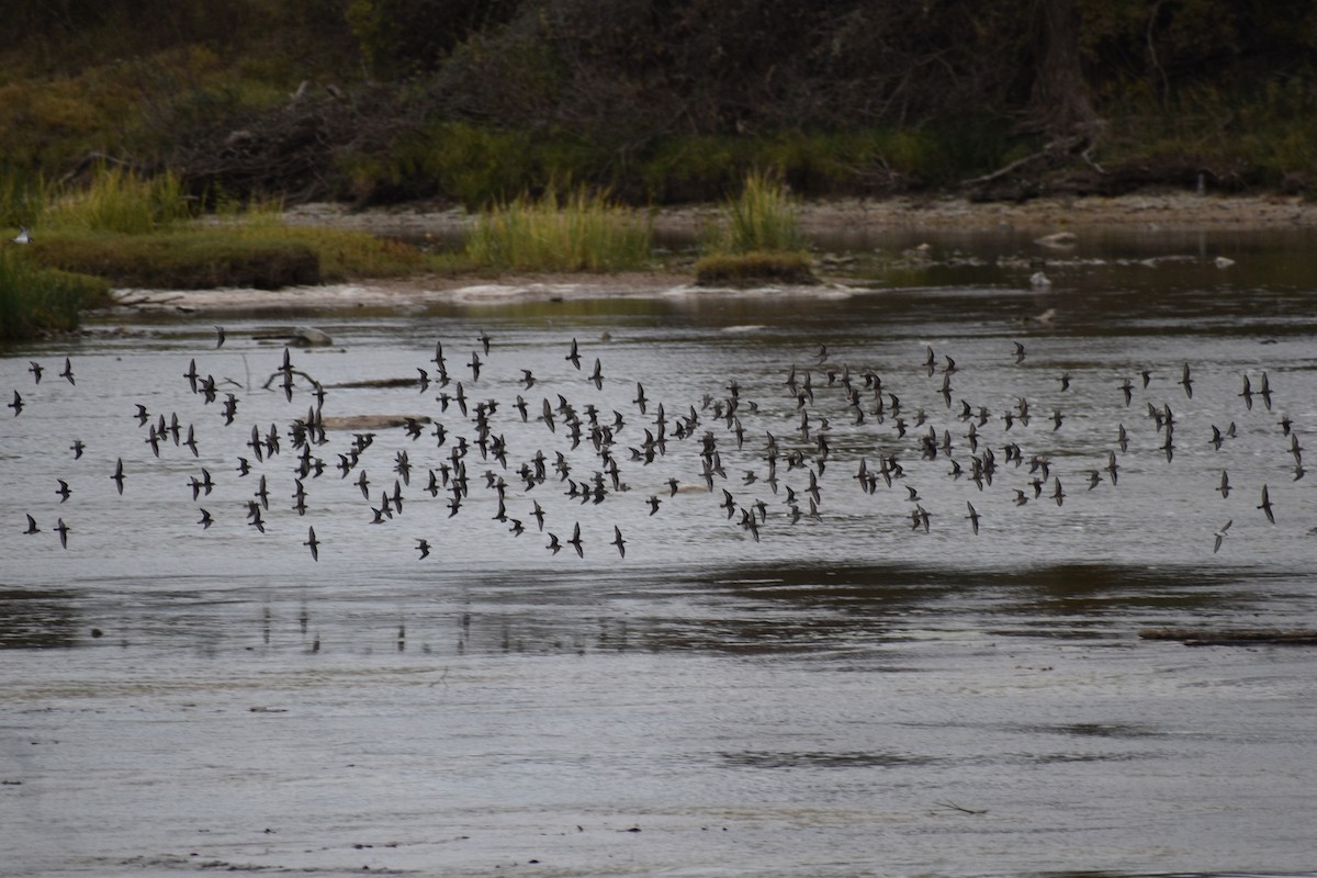 Least Sandpiper - ML645494784