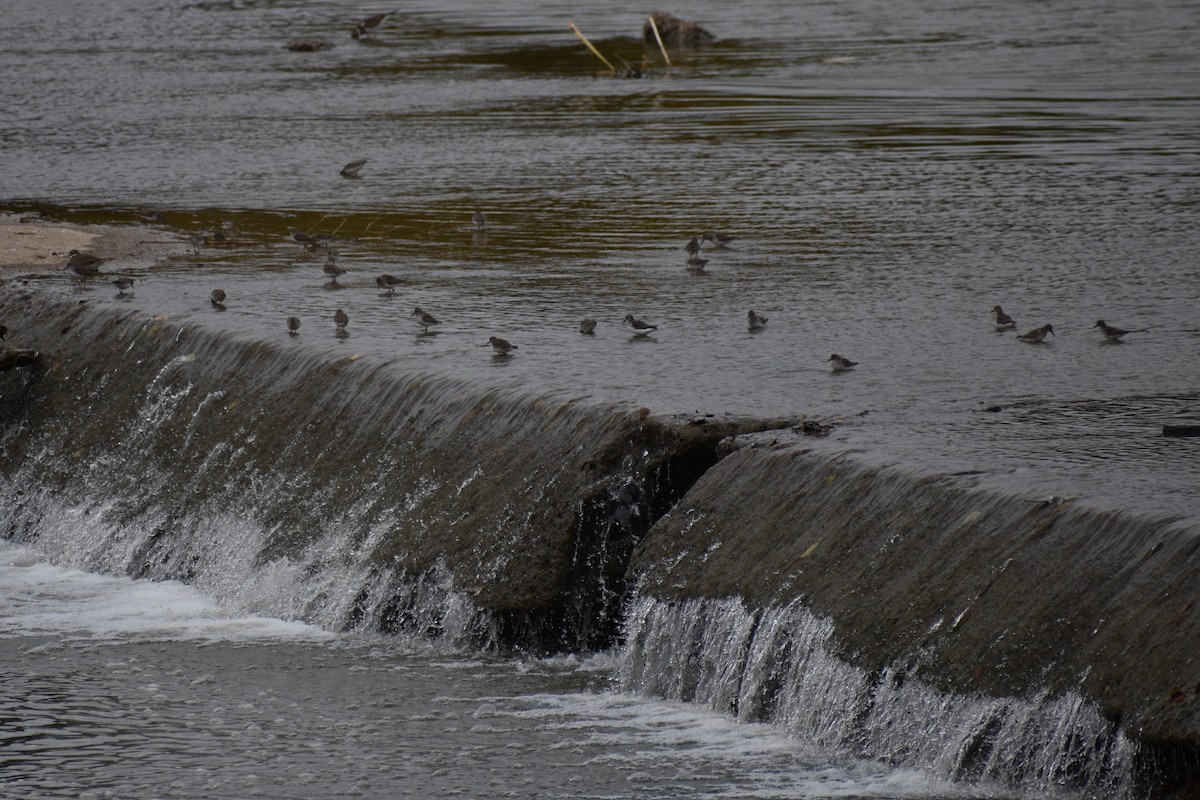 Least Sandpiper - ML645494785