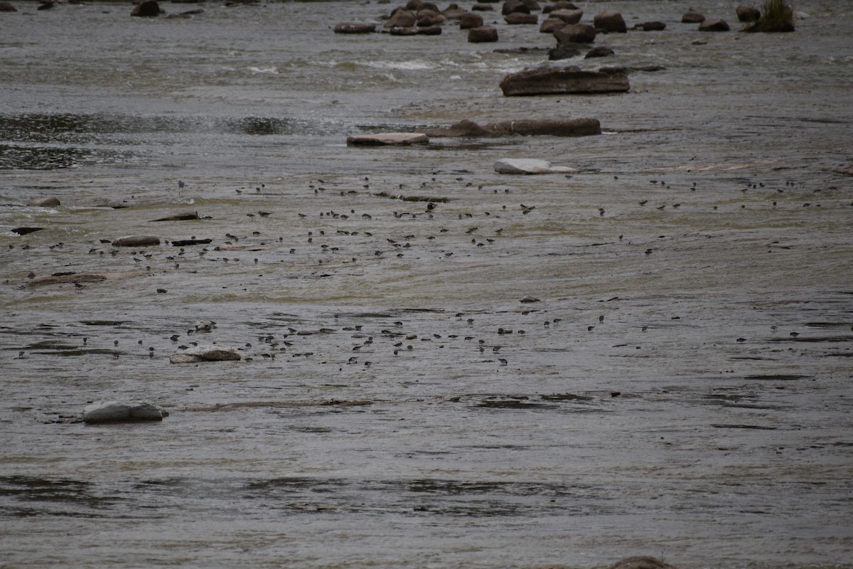 Least Sandpiper - ML645494786