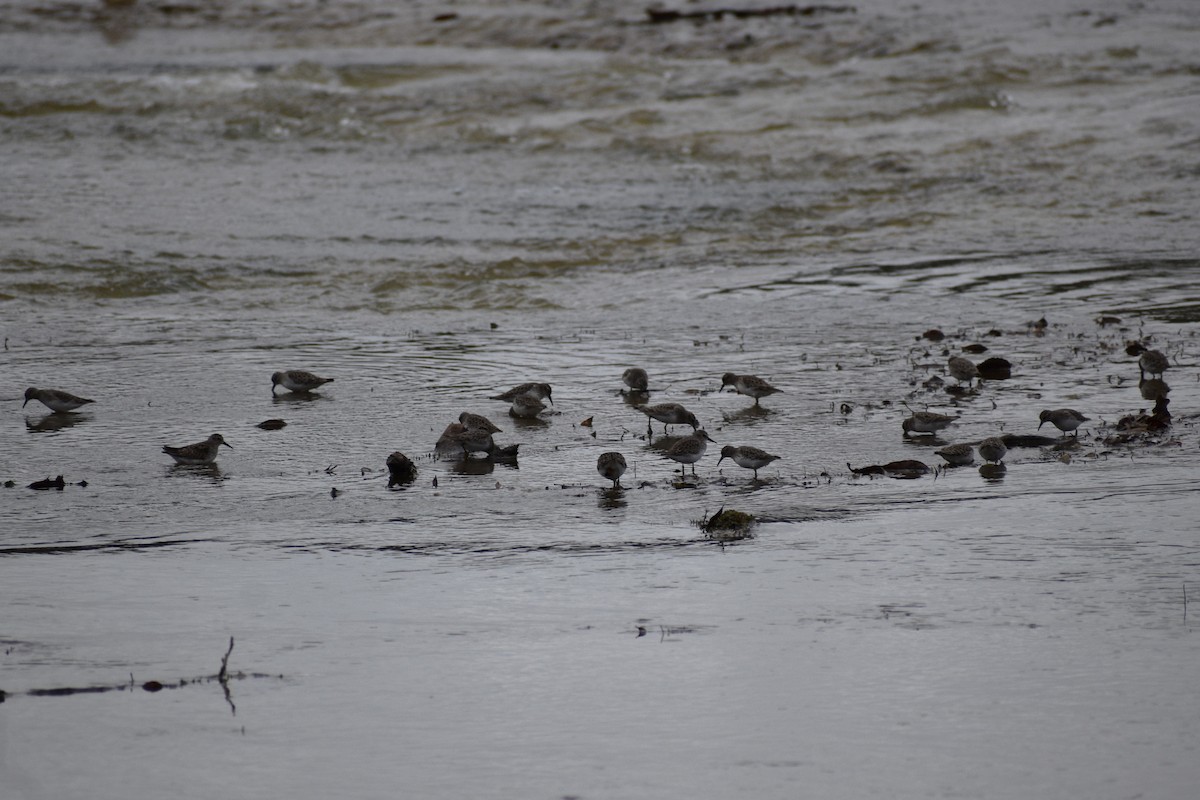 Least Sandpiper - ML645494787