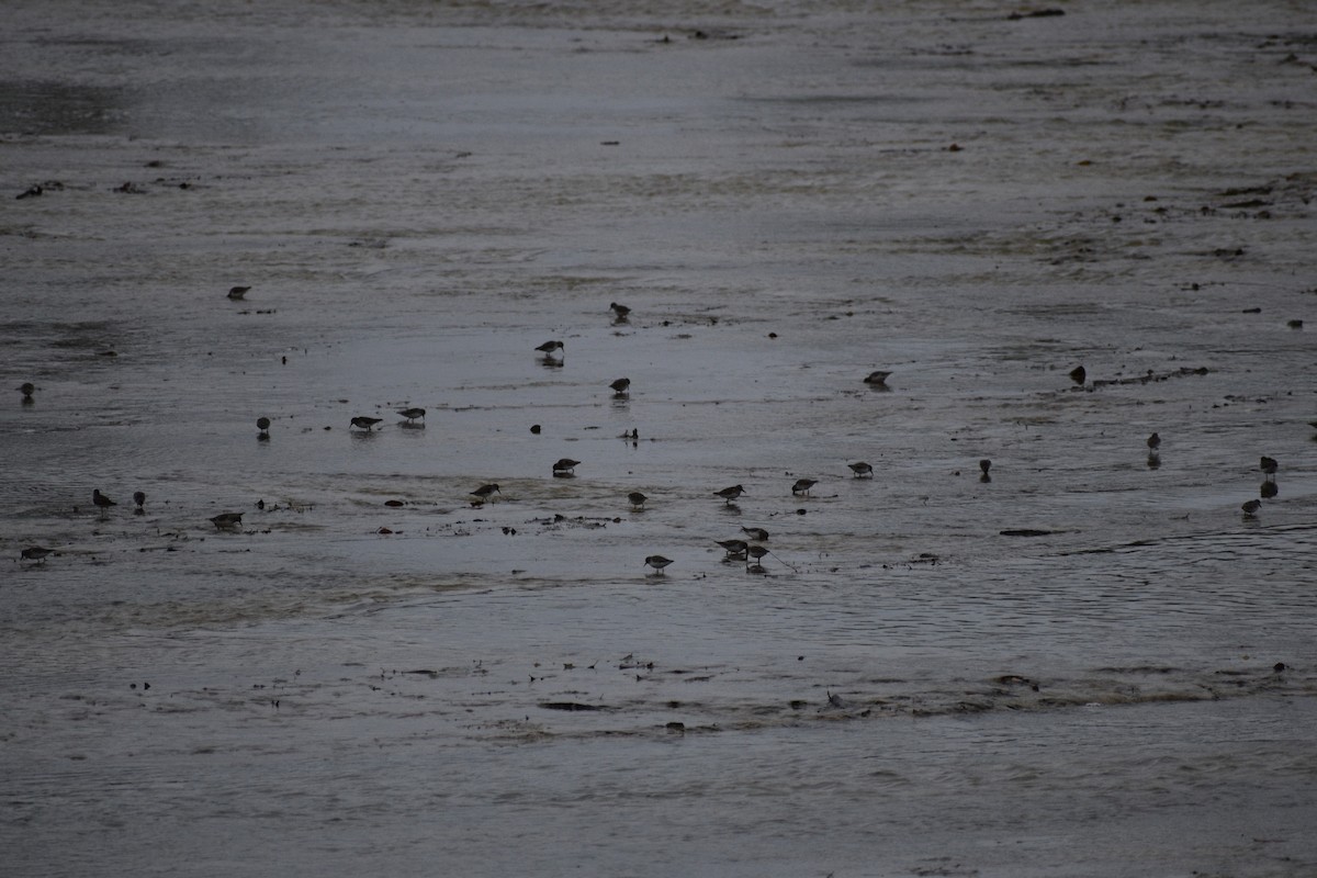 Least Sandpiper - ML645494788