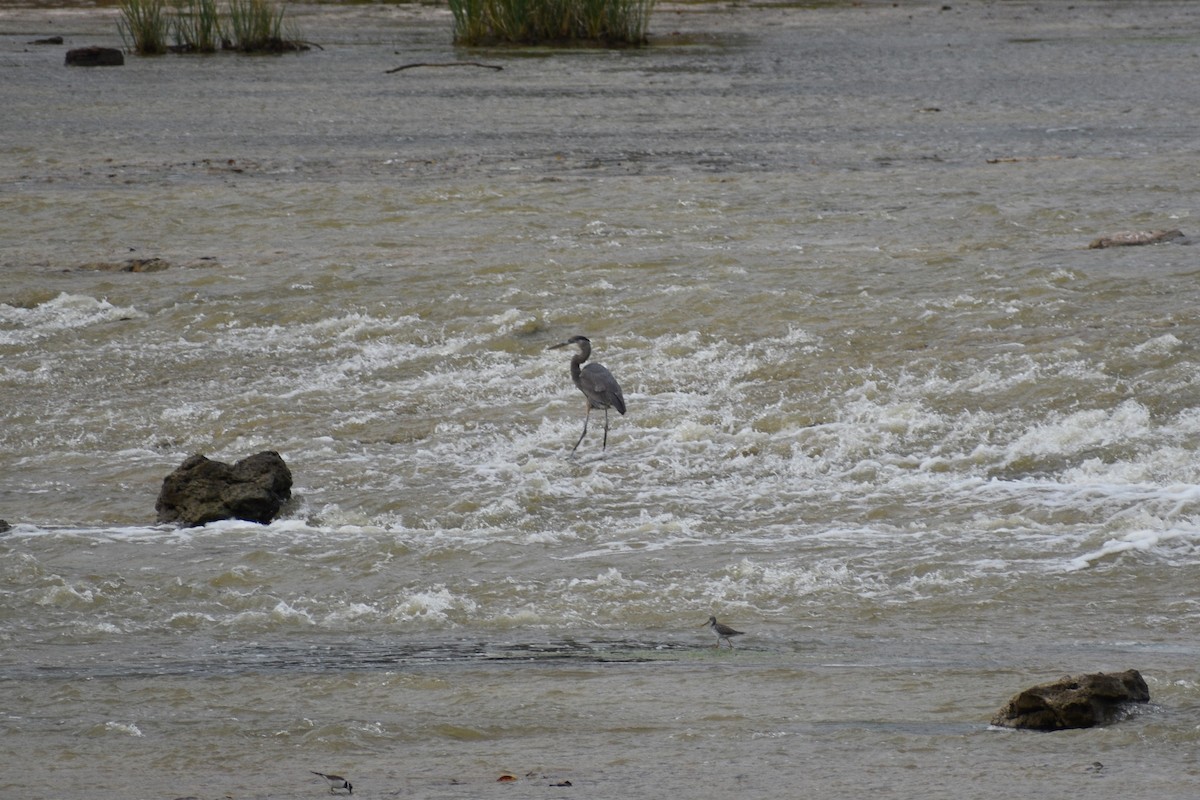 Great Blue Heron - ML645494792