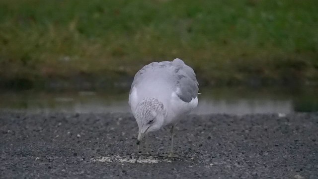 Halkalı Martı - ML645494793