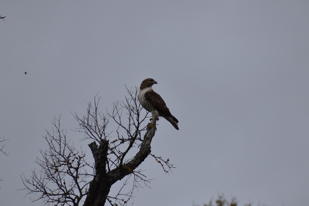 Red-tailed Hawk - ML645494794