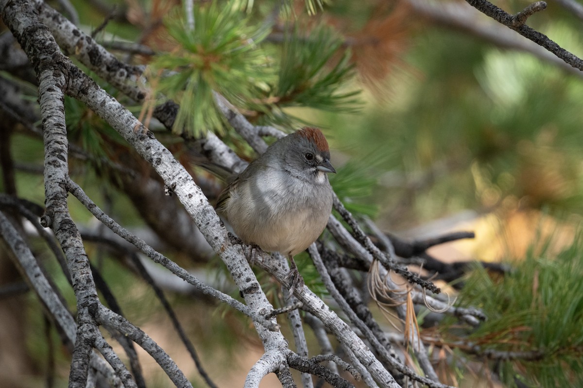 grønntovi - ML645494795