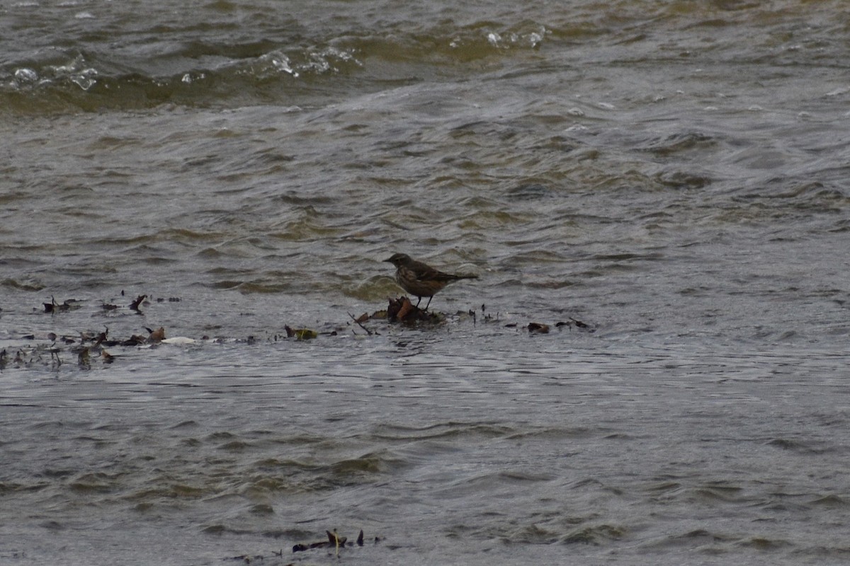 American Pipit - ML645494797