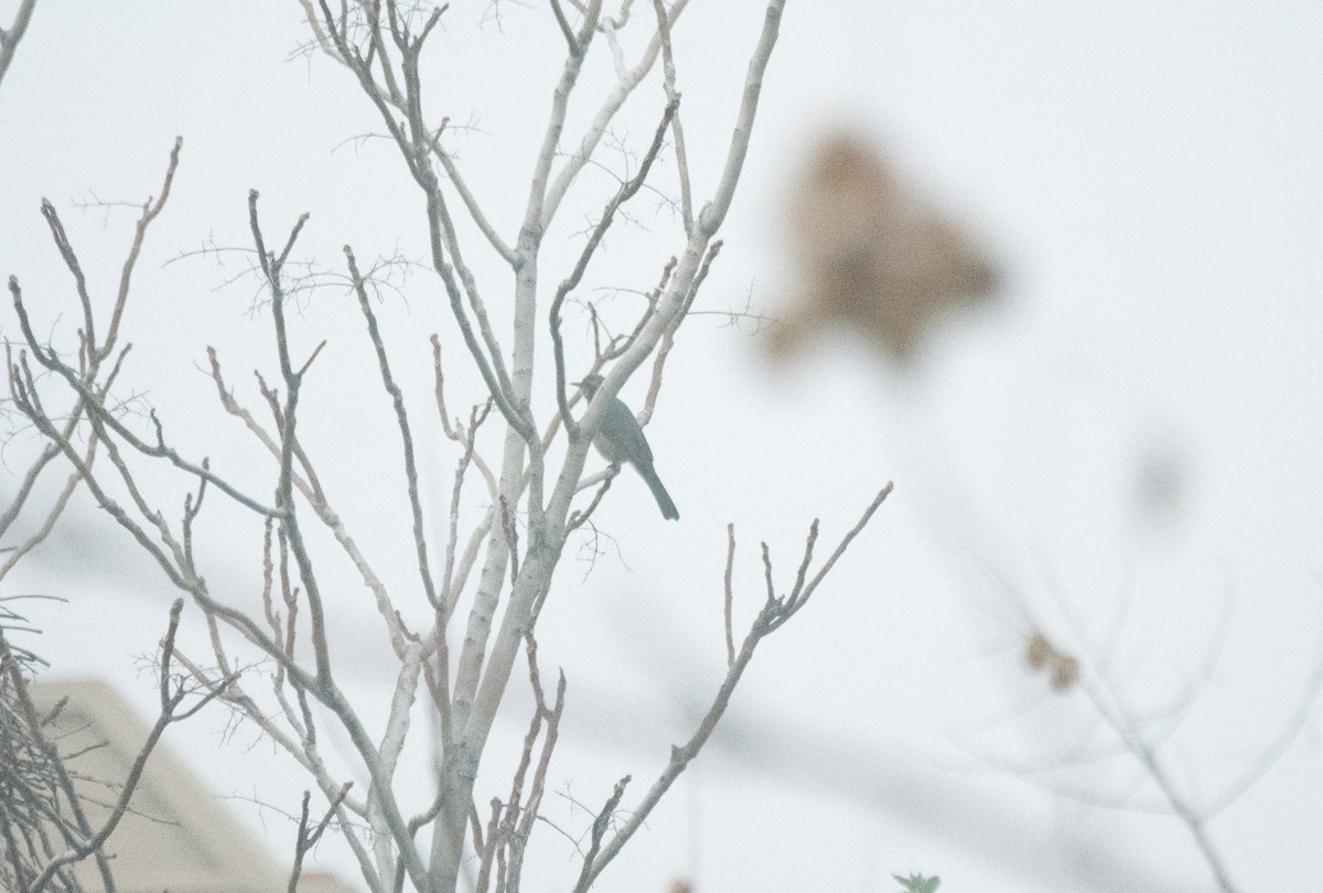 Brown-eared Bulbul - ML645494814