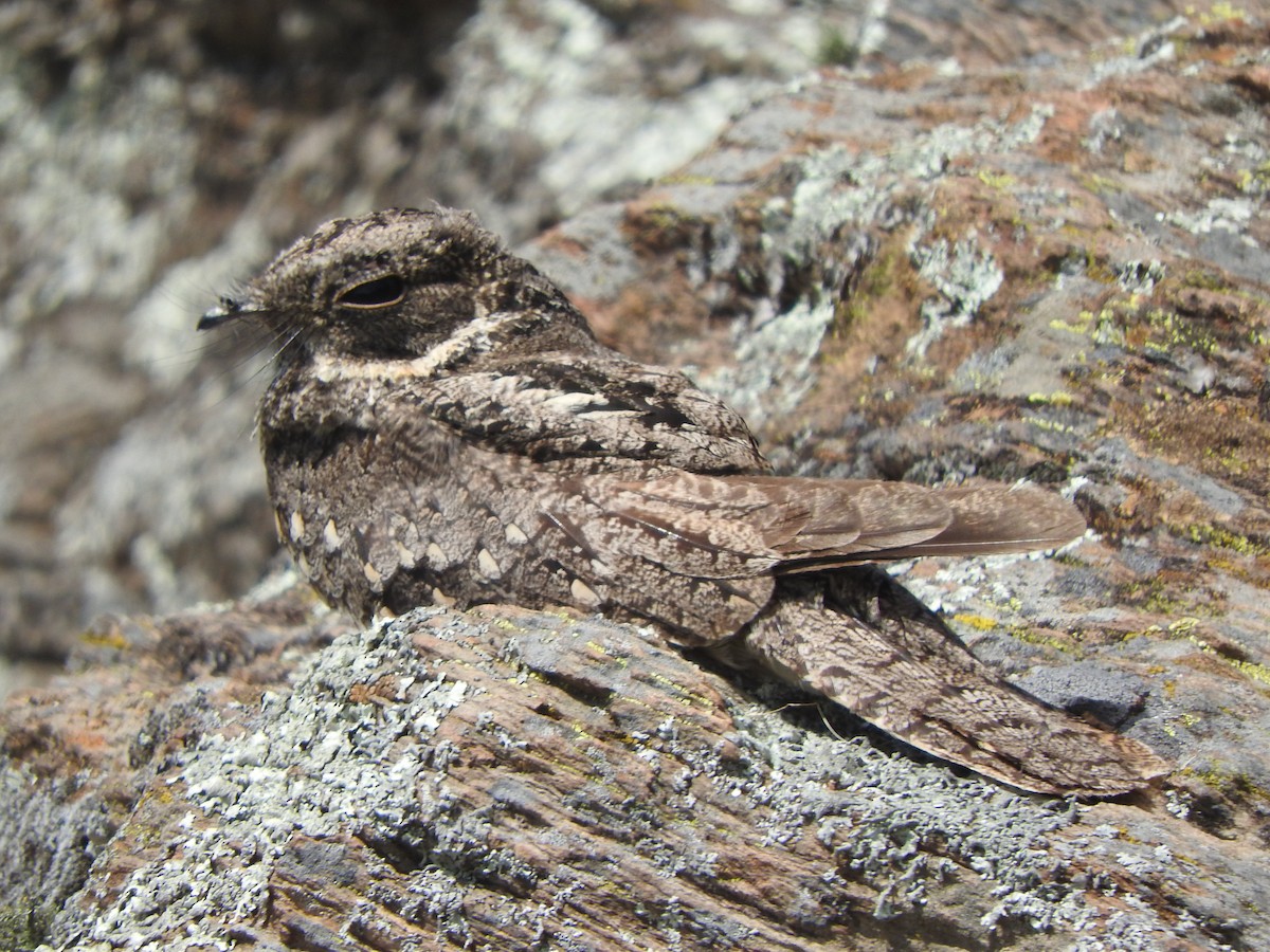 Band-winged Nightjar - ML645494816
