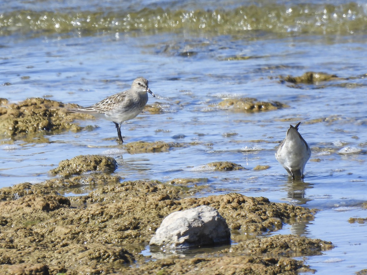 Weißbürzel-Strandläufer - ML645494826