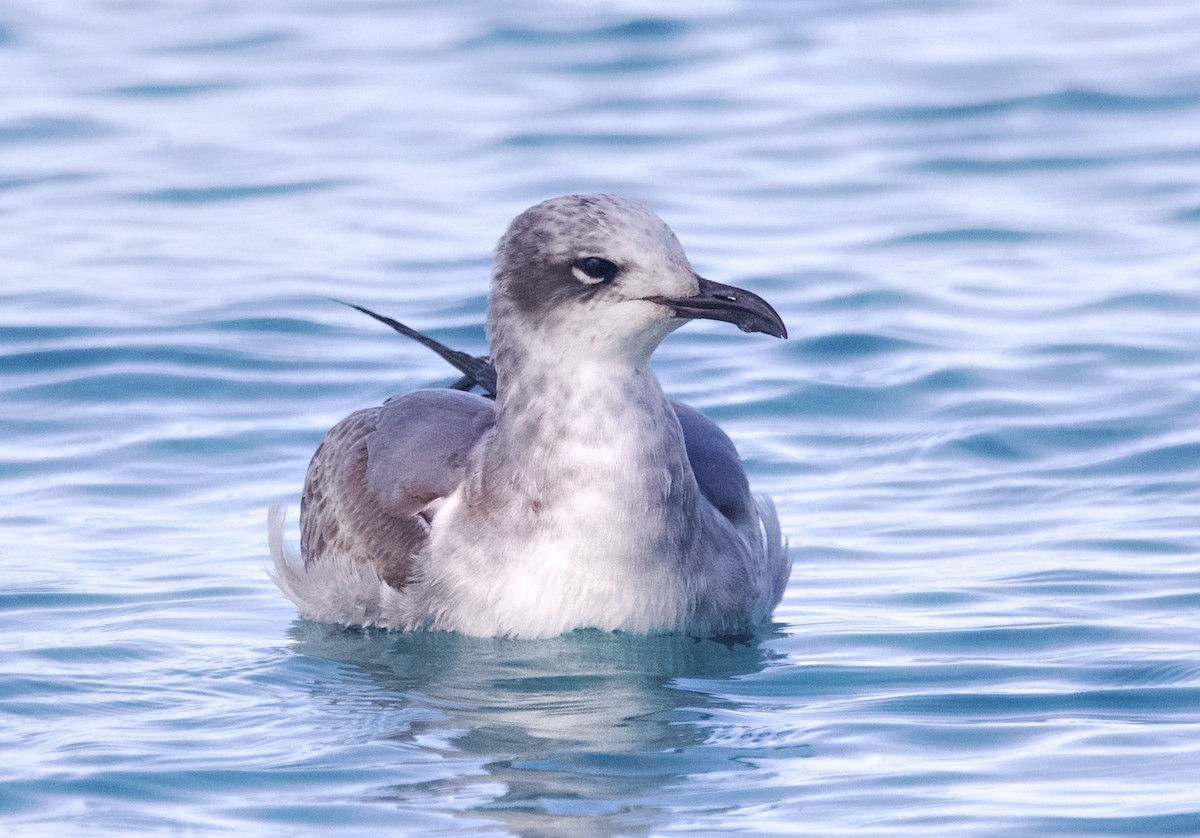 Laughing Gull - ML645494827