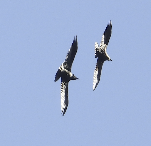 krkavec velký - ML645494828